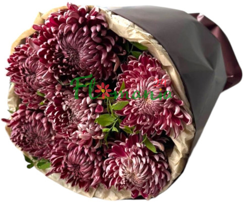 7 премиум хризантем bigoudi purple